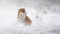 Red fox sitting on white pasture in winter snowstorm