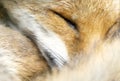 Red fox sleeping curled up, eyes closed and tail wrapped around its face Royalty Free Stock Photo
