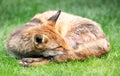 Red fox sleeping curled up, eyes closed and tail wrapped around its face Royalty Free Stock Photo