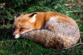 Red fox sleeping in the forest Royalty Free Stock Photo