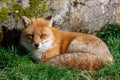 Red fox sleeping in the forest Royalty Free Stock Photo