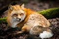Red fox sleeping in the forest Royalty Free Stock Photo