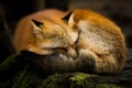 Red fox sleeping in the forest Royalty Free Stock Photo