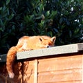 Red fox sleeping on garden shed Royalty Free Stock Photo