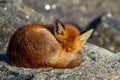 A red fox sleeps on rock Royalty Free Stock Photo