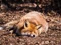 Red Fox sleeping Royalty Free Stock Photo