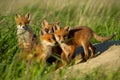 Red fox small young cubs near den curiously watching around. Royalty Free Stock Photo