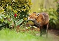 Red Fox smelling the flowers in the garden Royalty Free Stock Photo