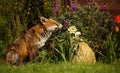 Red Fox smelling the flowers in the garden Royalty Free Stock Photo