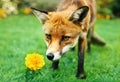 Red fox smelling marigold flower in the garden Royalty Free Stock Photo