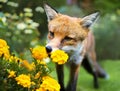 Red fox smelling marigold flowers in the garden Royalty Free Stock Photo