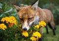 Red fox smelling marigold flowers in the garden Royalty Free Stock Photo