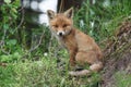 Red fox smile Royalty Free Stock Photo