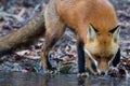 Red Fox Sniff Royalty Free Stock Photo