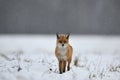 Red fox on the snow Royalty Free Stock Photo