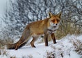 Red fox in the snow Royalty Free Stock Photo