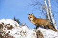 Red Fox On Snow Mound