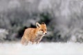 Red Fox in snow winter, in the cold forest Royalty Free Stock Photo