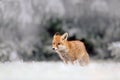 Red Fox in snow winter, in the cold forest Royalty Free Stock Photo
