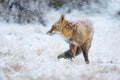 Red fox in the snow Royalty Free Stock Photo