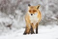Red fox in the snow Royalty Free Stock Photo