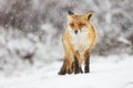 Red fox in the snow Royalty Free Stock Photo