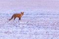 The red fox in the snowy field Royalty Free Stock Photo