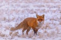 The red fox in the snowy field Royalty Free Stock Photo