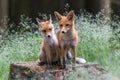 Red Fox. The species has a long history of association with humans.The red fox is one of the most important furbearing animals har