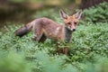 Red Fox. The species has a long history of association with humans.The red fox is one of the most important furbearing animals har