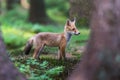 Red Fox. The species has a long history of association with humans.The red fox is one of the most important furbearing animals har