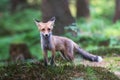 Red Fox. The species has a long history of association with humans.The red fox is one of the most important furbearing animals har