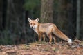 Red Fox. The species has a long history of association with humans.The red fox is one of the most important furbearing animals har