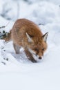 Red Fox. The species has a long history of association with humans.The red fox is one of the most important furbearing animals har