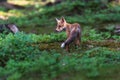 Red Fox. The species has a long history of association with humans.The red fox is one of the most important furbearing animals har
