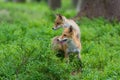 Red Fox. The species has a long history of association with humans.The red fox is one of the most important furbearing animals har