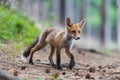 Red Fox. The species has a long history of association with humans.The red fox is one of the most important furbearing animals har