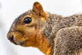 Red Fox Squirrel Royalty Free Stock Photo