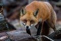 Red Fox Stalking Royalty Free Stock Photo