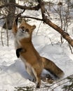 Red Fox Stock Photo. Red fox standing on back legs and looking at camera in the winter season in its environment and habitat with Royalty Free Stock Photo