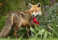 Red fox standing in a bed of flowers in a garden Royalty Free Stock Photo