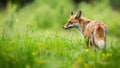 Red fox standing on blooming meadow in summer Royalty Free Stock Photo