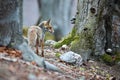 Red fox standing in forest in autumn with space for text Royalty Free Stock Photo