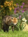 Red fox standing in garden flowers Royalty Free Stock Photo