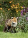 Red fox standing in garden flowers Royalty Free Stock Photo