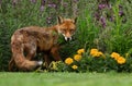 Red fox standing in the garden with flowers Royalty Free Stock Photo