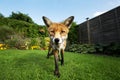 Red fox standing in the garden with flowers Royalty Free Stock Photo