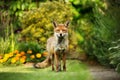 Red fox standing in the garden with flowers