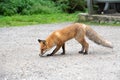 Red fox standing on gravel roadside in summer. Wild animal on road Royalty Free Stock Photo