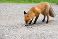 Red fox standing on gravel roadside in summer. Wild animal on road Royalty Free Stock Photo